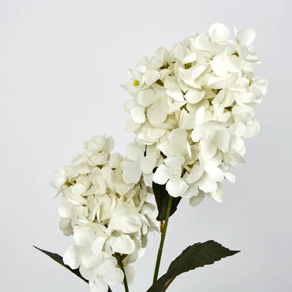 White Cone Hydrangea 60cm