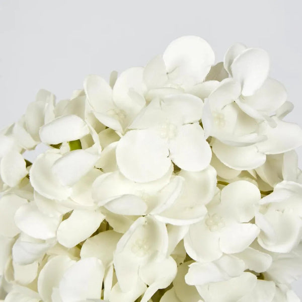 White Cone Hydrangea 60cm