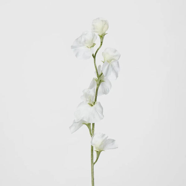 White Sweetpea