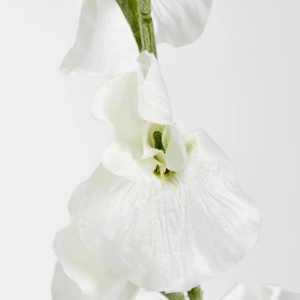 White Sweetpea