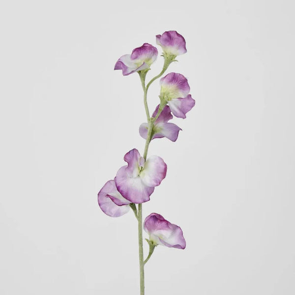 Pink Sweetpea