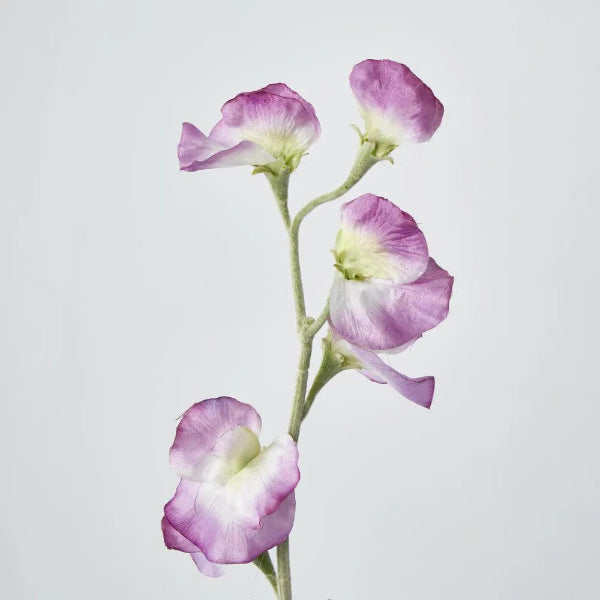 Pink Sweetpea