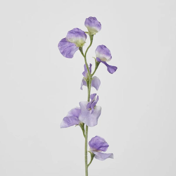 Purple Sweetpea