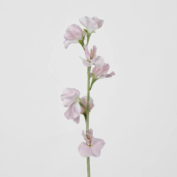 Light Pink Sweetpea